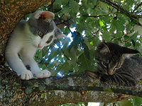 Unsere Katzen Shila und Findus